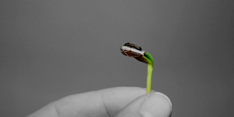 plant-growing-hand_800 Plant in hand, growth strategy, growing a business, people factors, what do you sell, herring group, Greg Herring